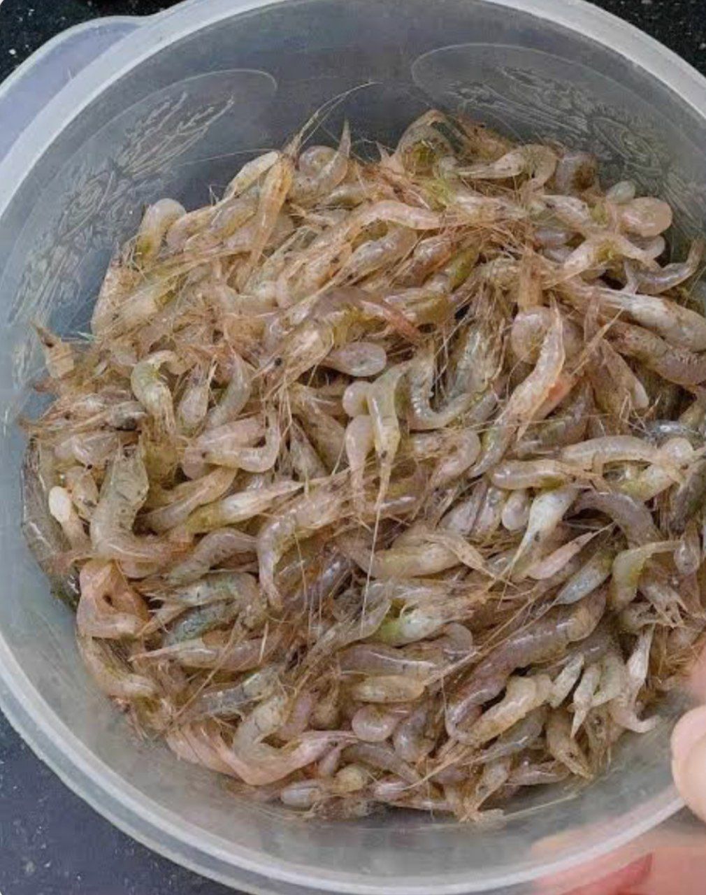Живые раки с доставкой на дом