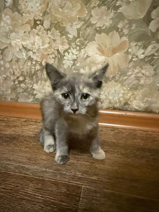 Дарю котят  2.5 мес