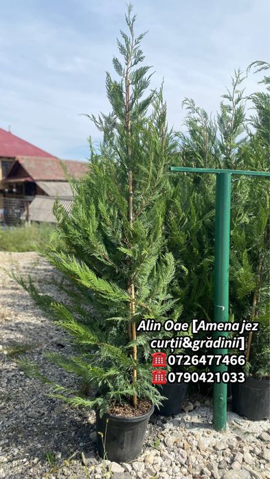 Tuia Leylandii - Grad viu si verde - Pret & calitate premium