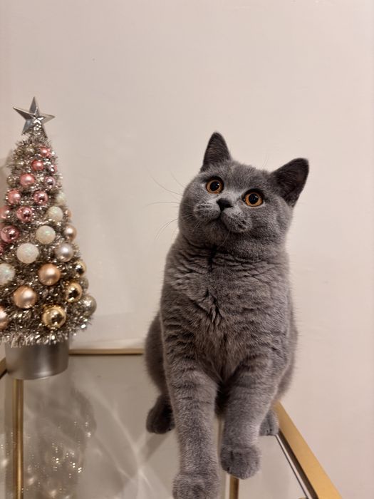 късокосместа британка