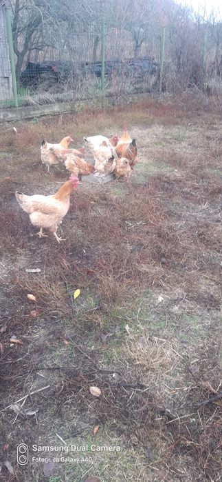 Vând găini de țară.