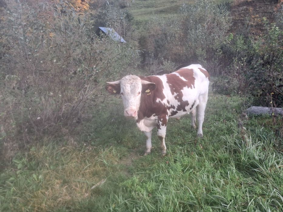 Bou bălțat românesc