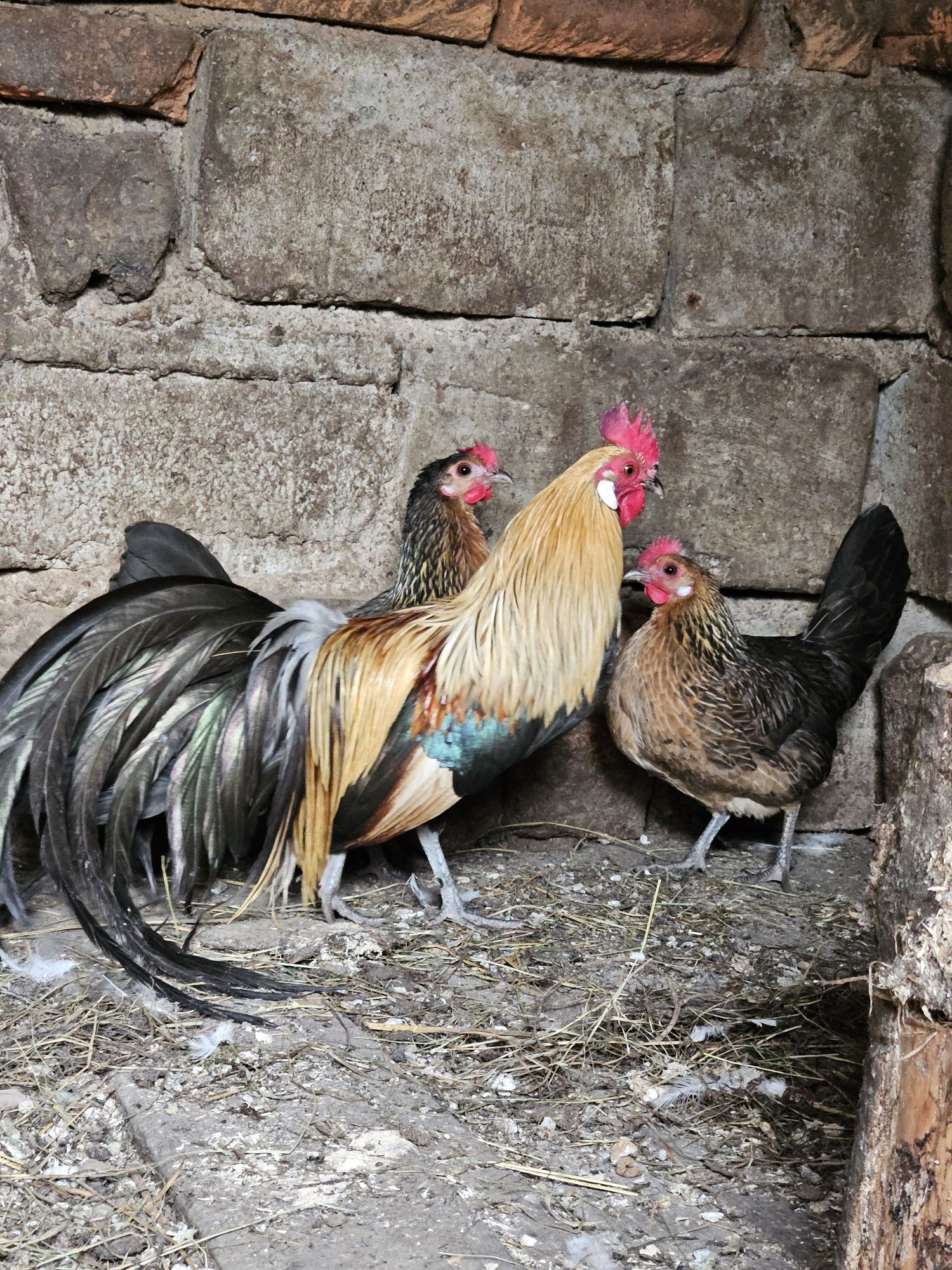 Vând oua pentru incubat găini phoenix