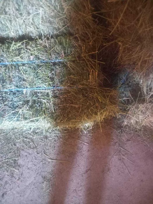 Люцерна и сено!!!