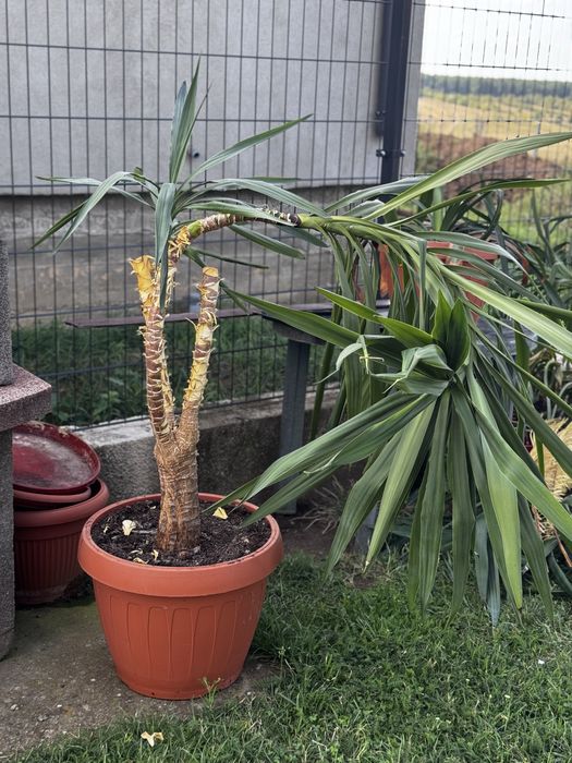 Planta ornamentala Yucca