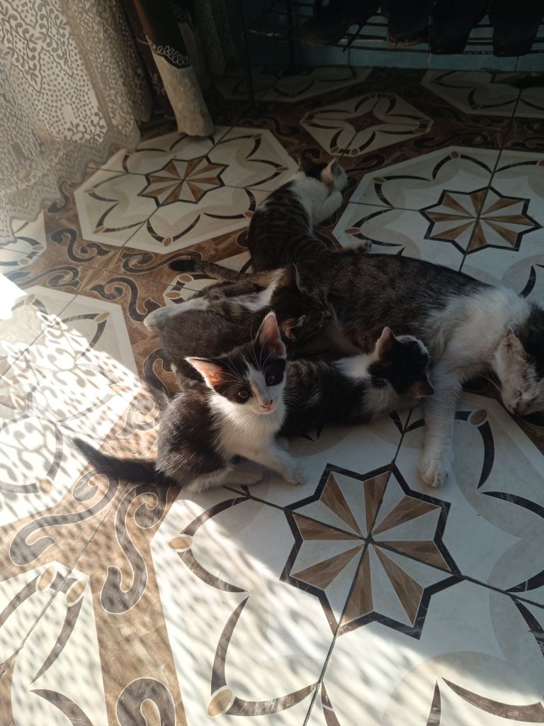 Котята Мыргаулар