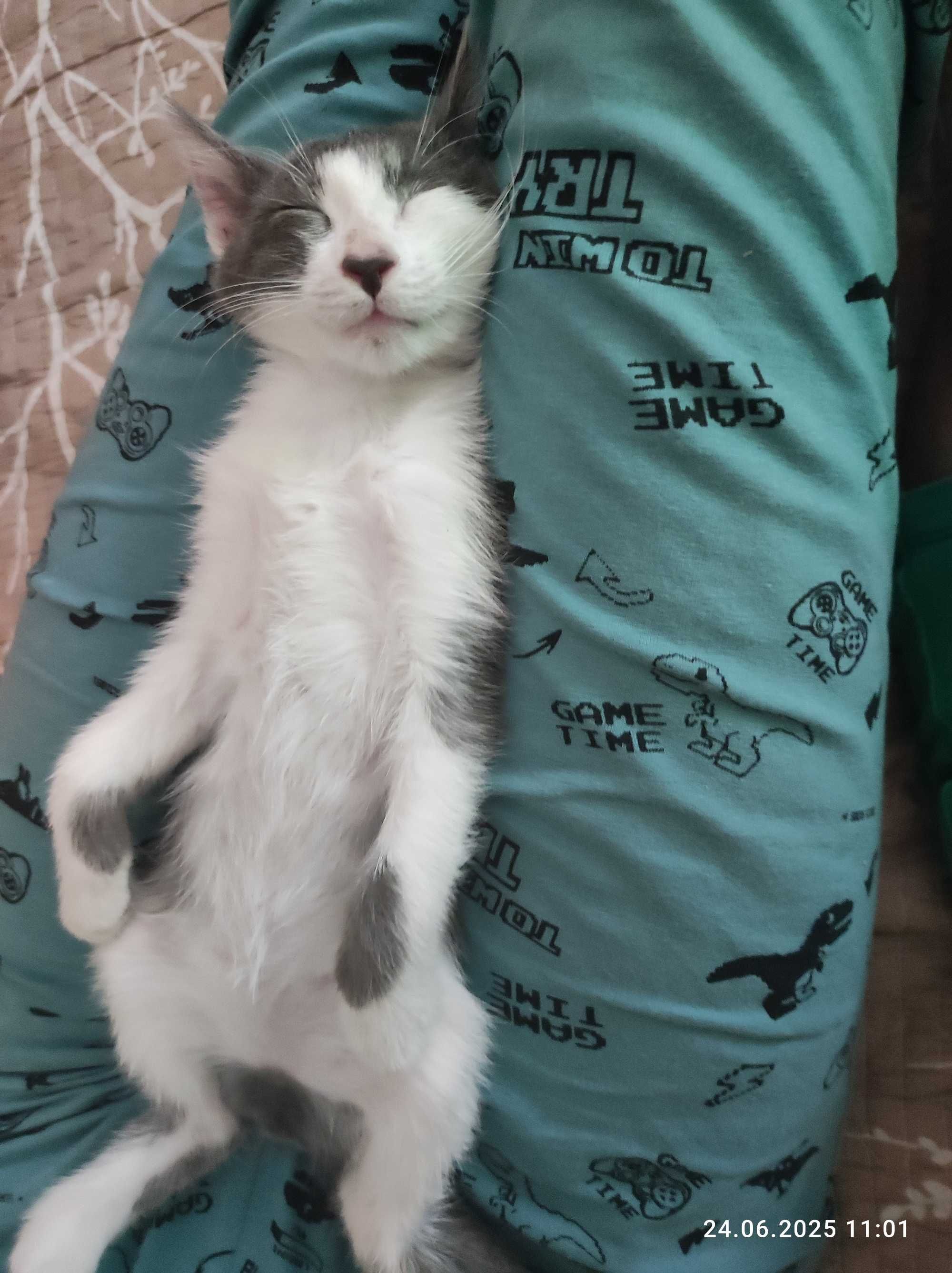 Котенок девочка, окрас биколор.