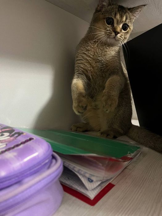 Вязка кота с кошечкой