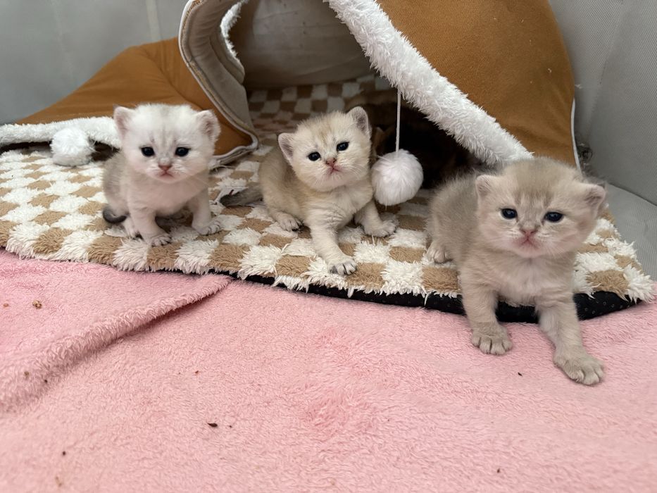 Продам котят породы шотланский шиншиллы