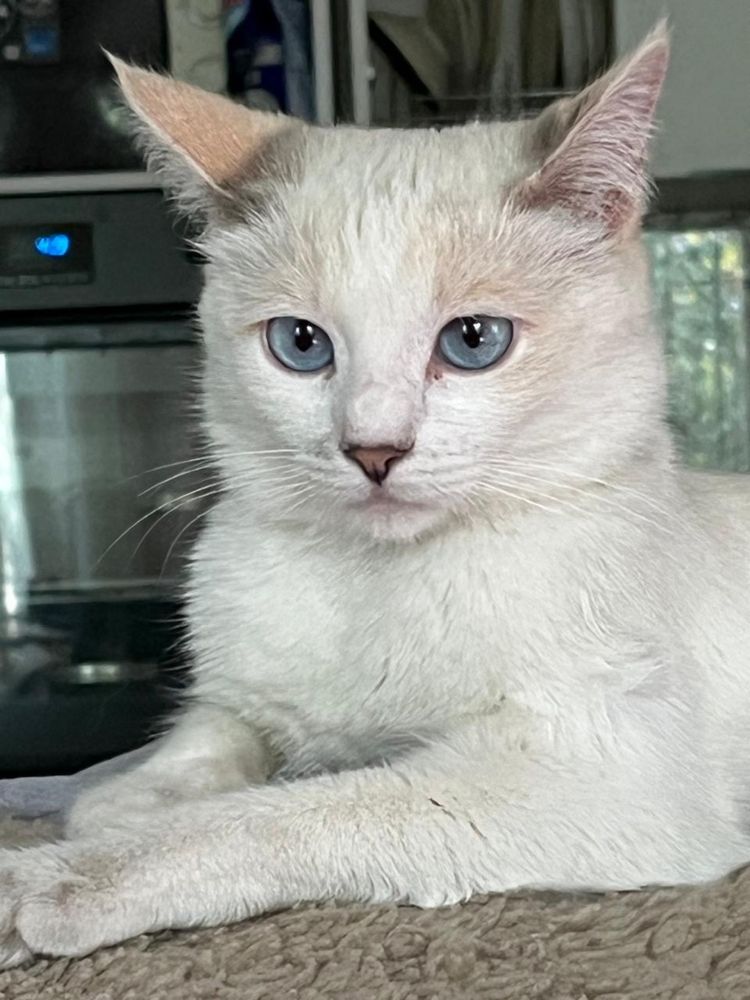 Отдам котят и кошку