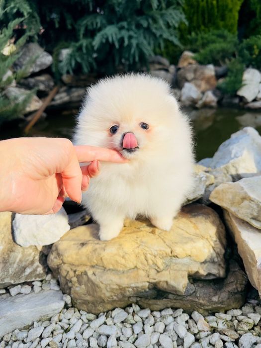 Pomeranian Spitz mini