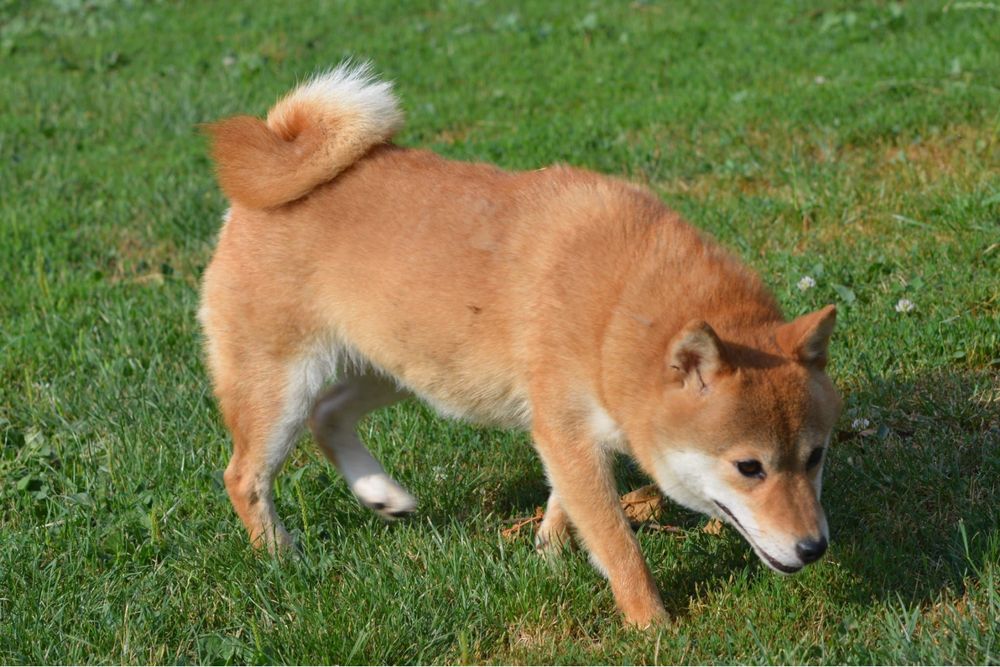 Mascul Shima Inu