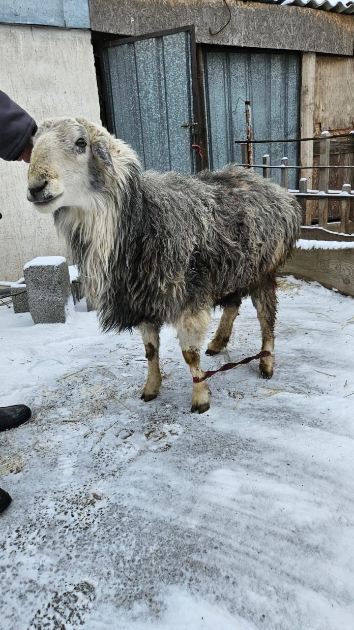 Кошкар  сатам семиз