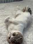 Scottish Fold сотилади уй мушуги