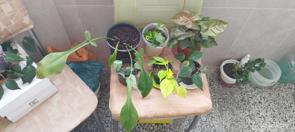 Филодендрон (Philodendron) / Сингониум (Syngonium)