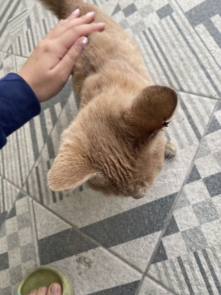 Бездомный Котенок Помощь животному