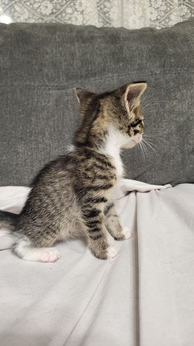 Котенце си търси дом