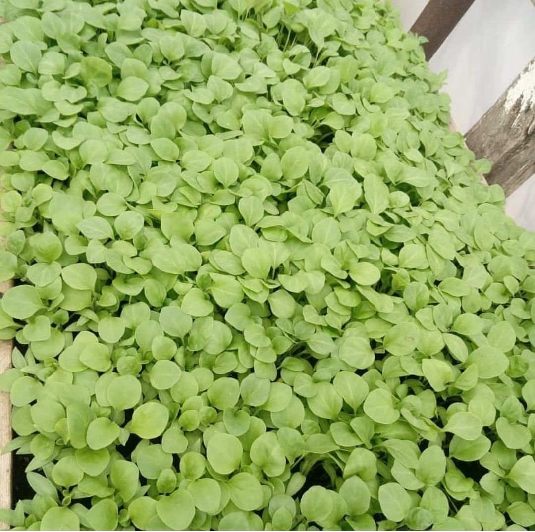 Продам рассаду разных сортов