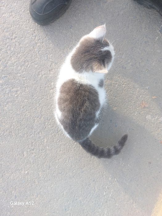 Отдам кошку добрые руки домашний