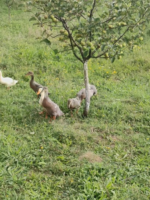 Rațe de casă ceescute libere