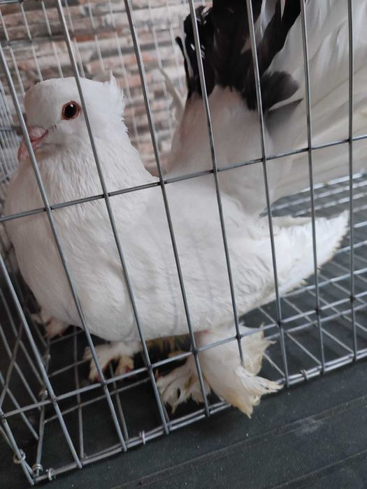 Porumbei voltati indieni