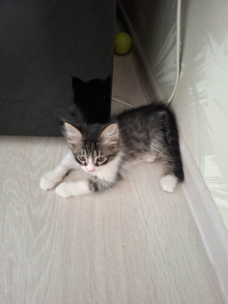 Отдам котика заботливым людям