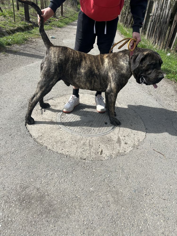 Vand mascul presa canario