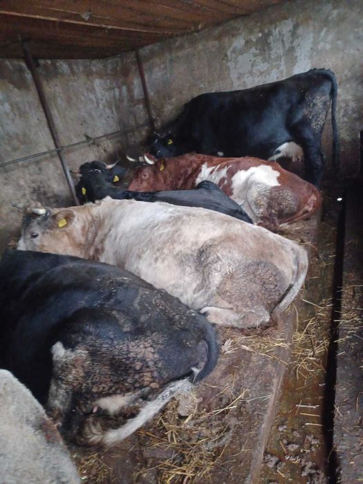 Vand vaci si junici gestante