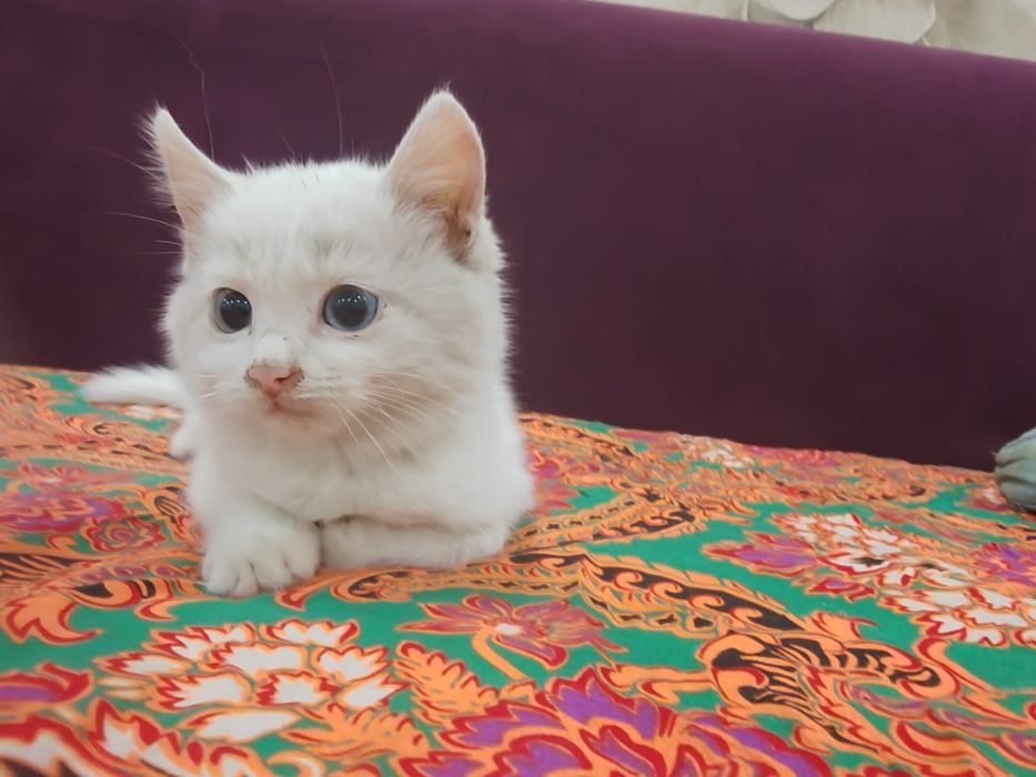 Алматы Фабричный узынагаш кошка