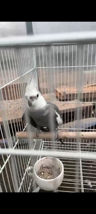 Попугай срочно! Срочно!