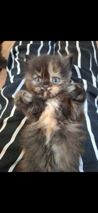 Персийски котета