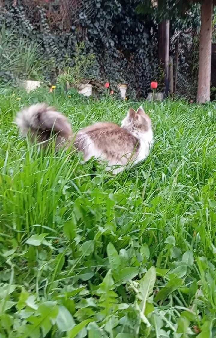 Подарявам 6-месечно женско коте