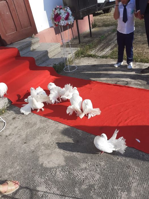 Porumbei albi  ptr nunti sau alte evenimente