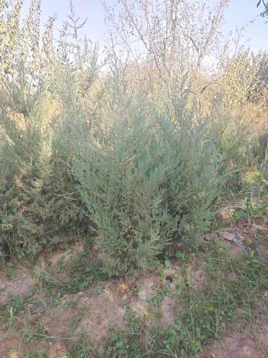 Archa majvelnik sotiladi