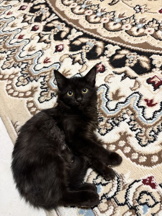 Продам котенка, 2,5 месяца