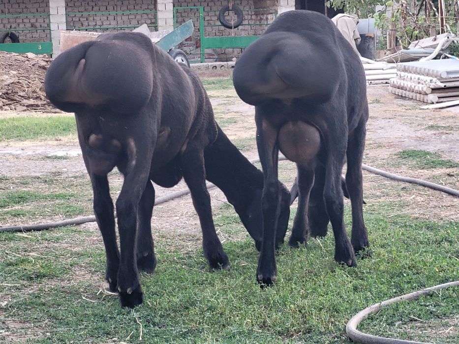 Qo'chqorlar sotiladi
Кучкорлар сотилади
Бараны на продажу