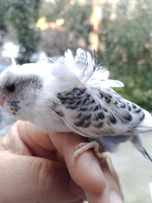 Papagali peruși standard și hagoromo