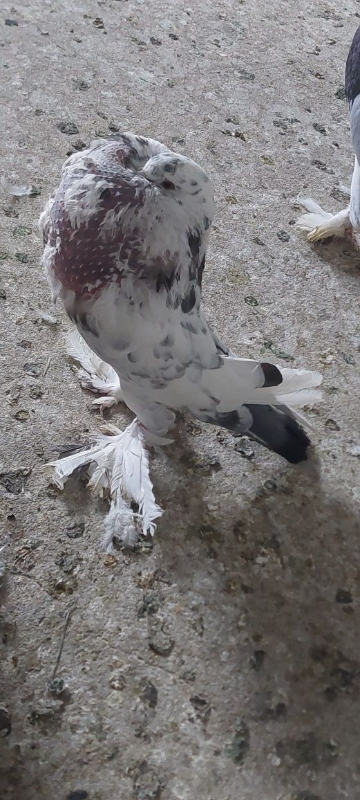 Продавам гълъби болани