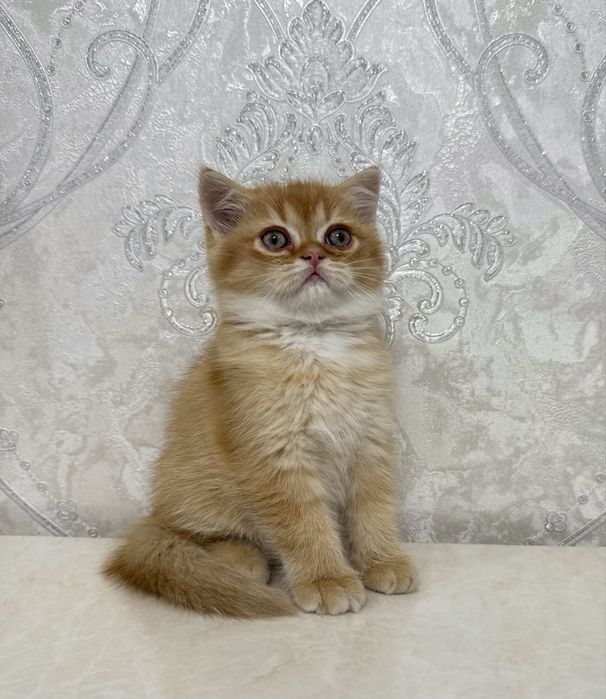 Зототистий страйт