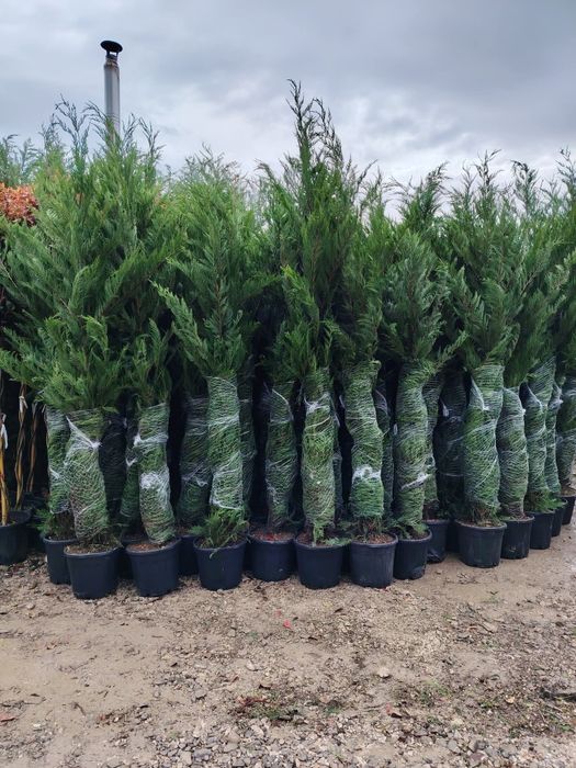 Cupressus leylandii 2.5m - 4m crescuți în ghiveci, super oferta