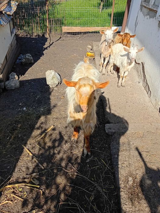 Țap de 2 ani bun de sămânță 1000 lei