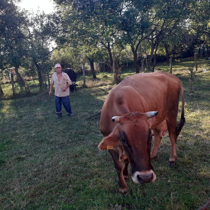 Vand vaca de lapte