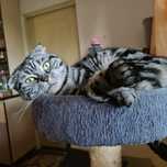 Donez pisica scottish fold - adulta