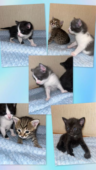Котята 1 мес. Отдам котят в добрые руки