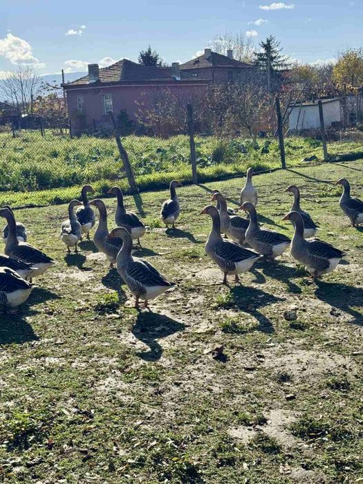 Домашни Сиви Гъски
