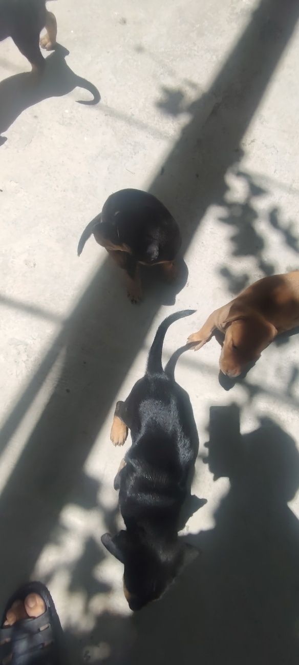 Doberman gold rangidan ham bor
