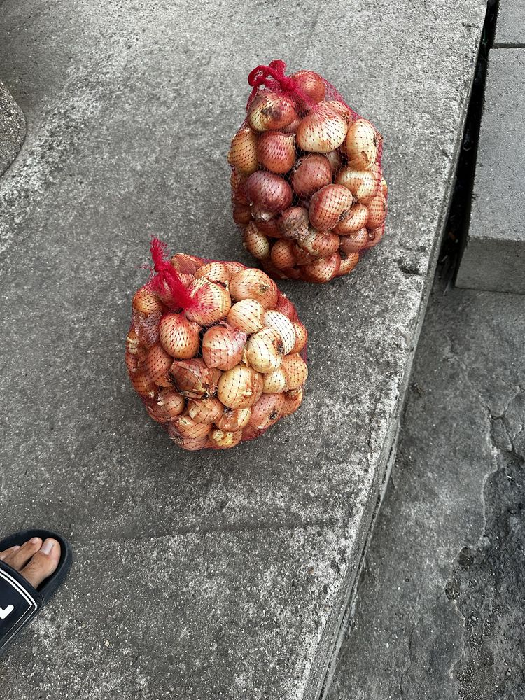 Лук  сорт лясковски