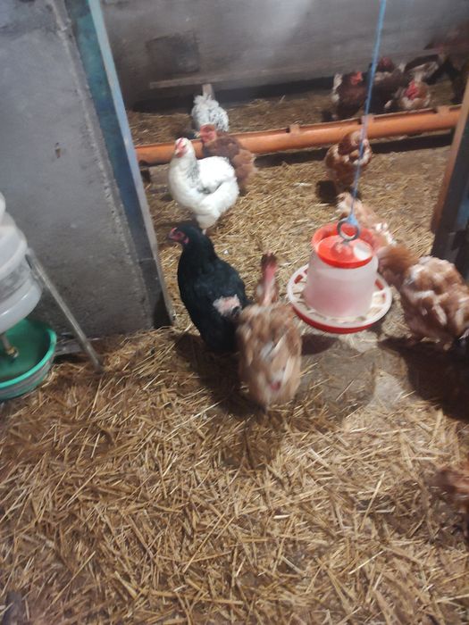 Vând găini roșii ouătoare