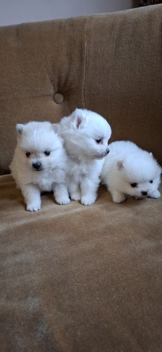 Мини Померанчета