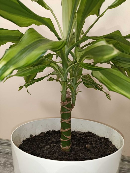 Trunchiul Fericirii 1m înalt